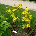Coreopsis major (3)